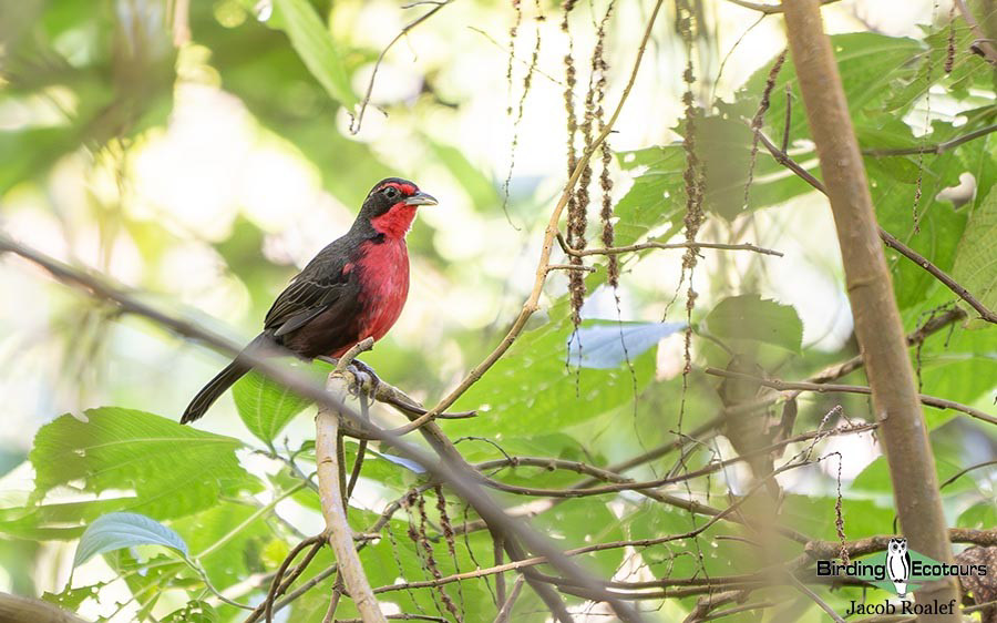 world’s monotypic bird families