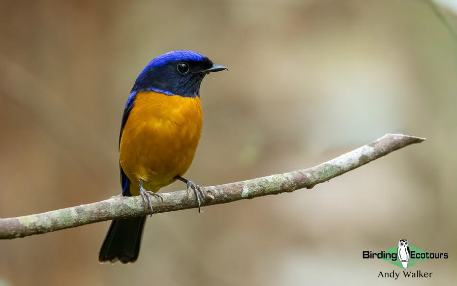 Northern Thailand Birding Tour Report