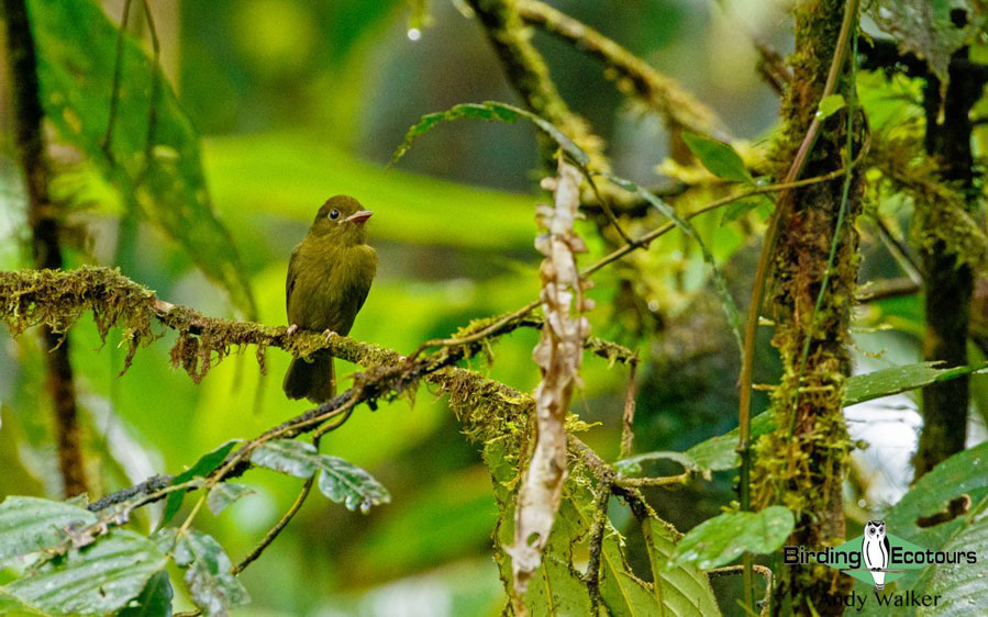 world’s monotypic bird families