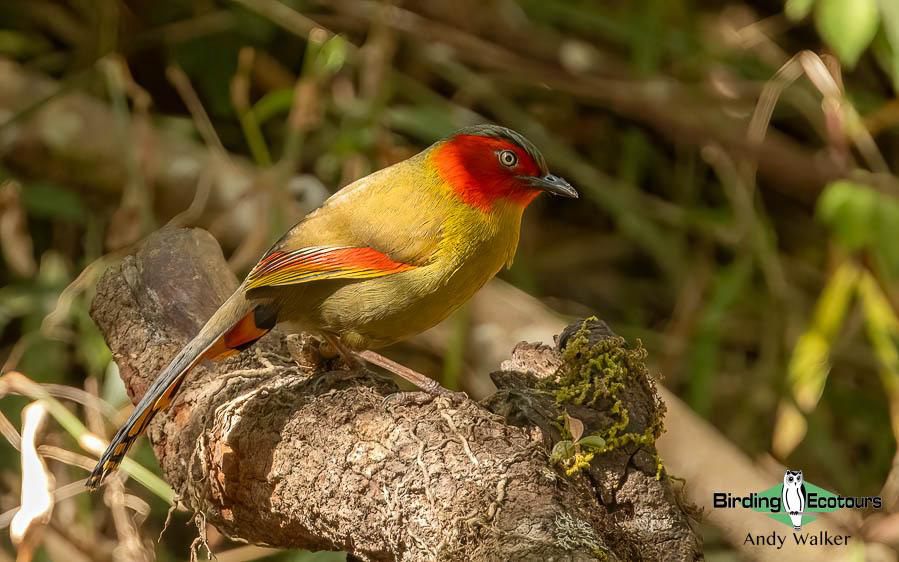 Northern Thailand Birding Tour Report