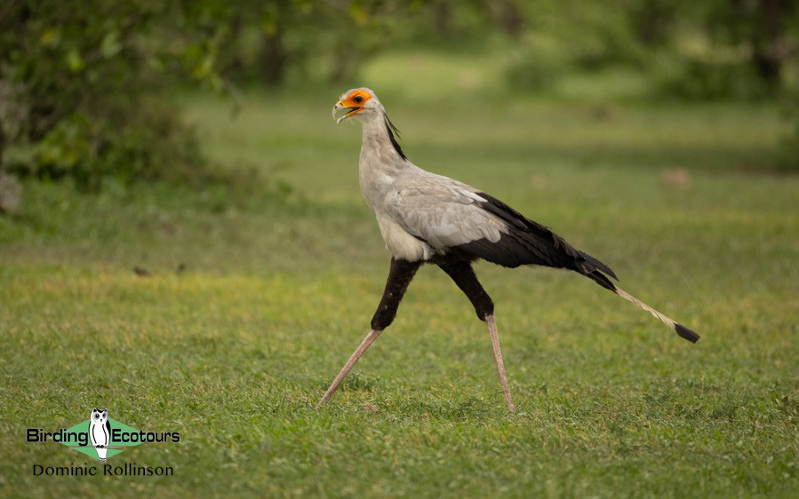 world’s monotypic bird families