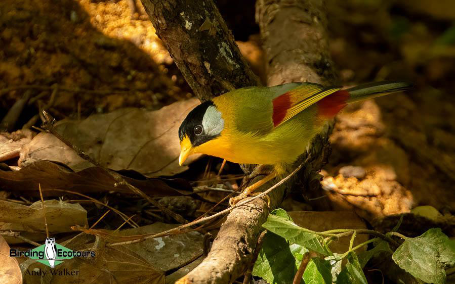 Northern Thailand Birding Tour Report