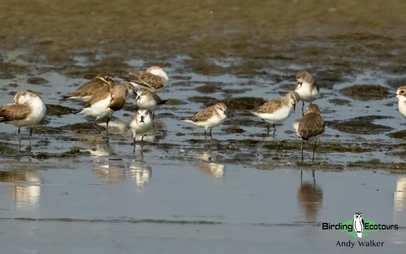 Central Thailand birding tour report