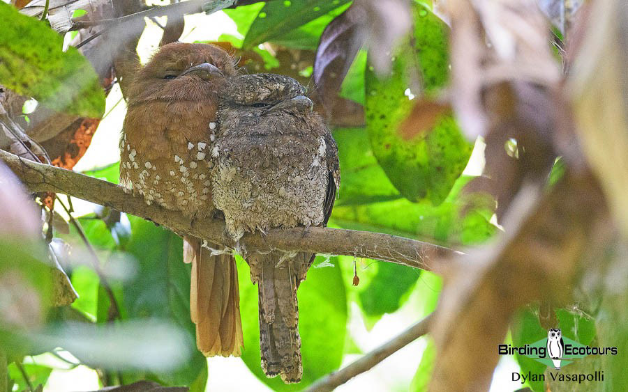 India Western Ghats birding tour