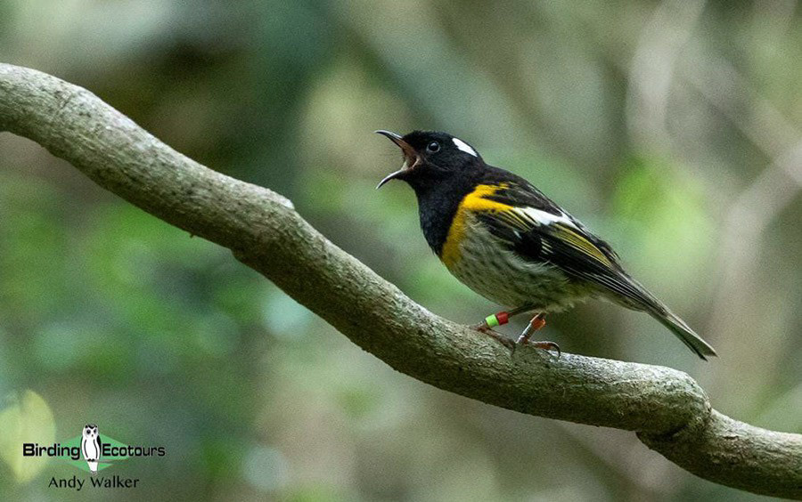 world’s monotypic bird families