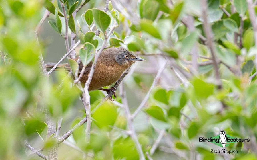 Budget Cape Town birding