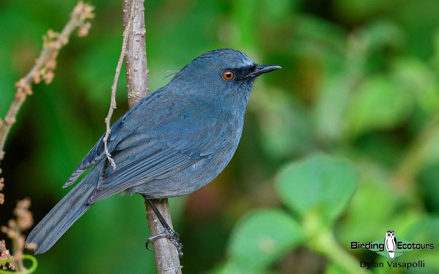 India Western Ghats birding tour