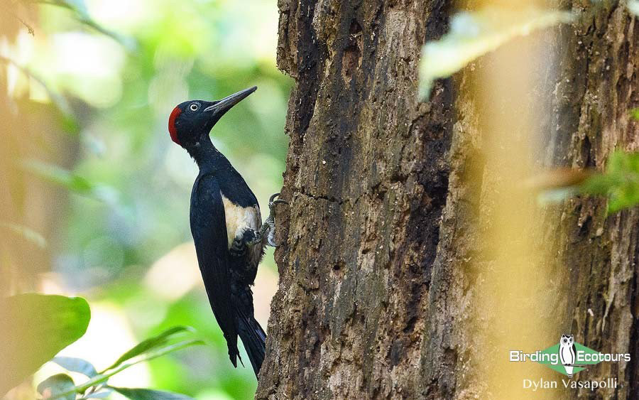 India Western Ghats birding tour