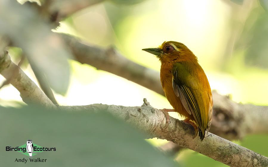 Northern Thailand Birding Tour Report