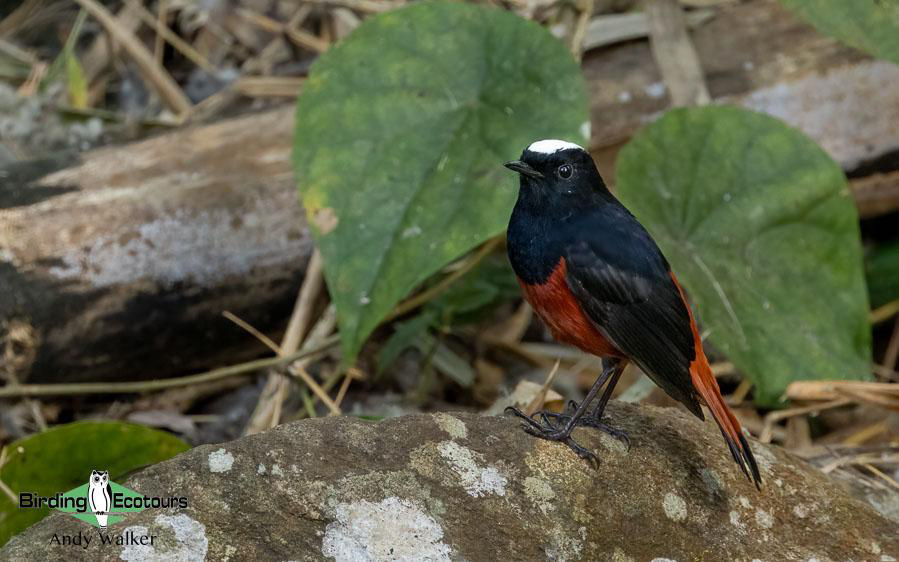 Northern Thailand Birding Tour Report