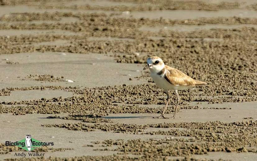 Central Thailand birding tour report