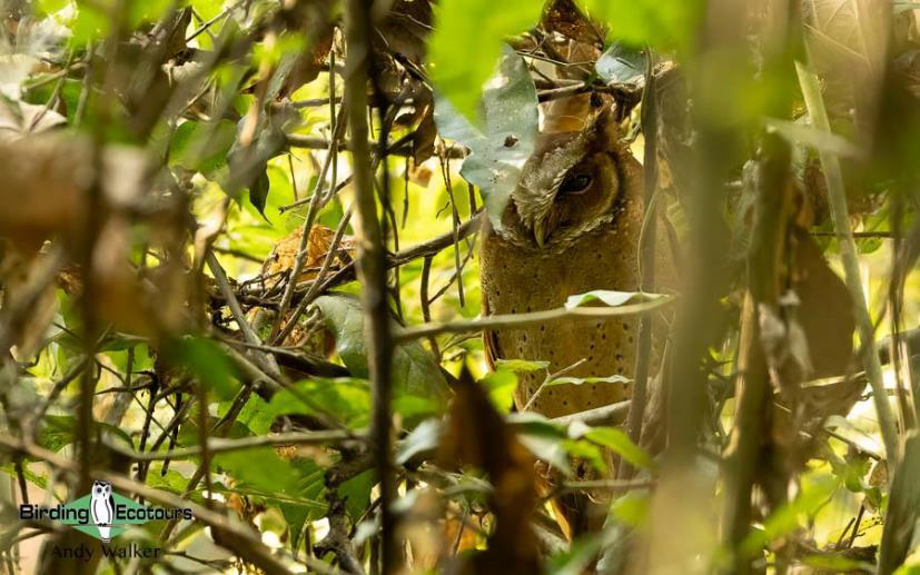 Central Thailand birding tour report