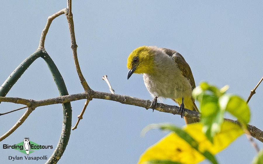 India Western Ghats birding tour