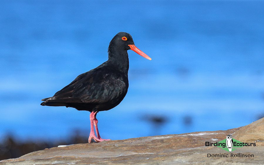 ultimate birding guide South Africa
