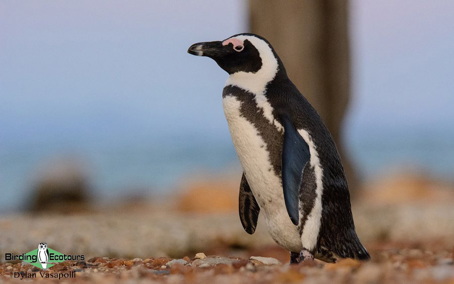 ultimate birding guide South Africa