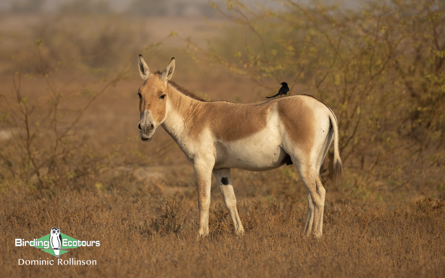 Northern India birding tour report