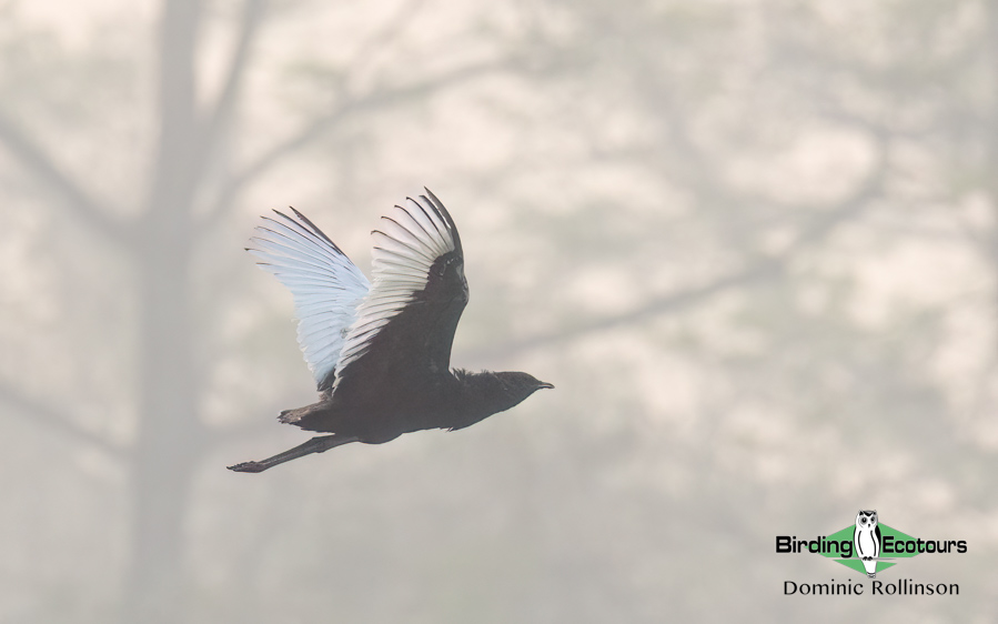 Northern India birding tour report