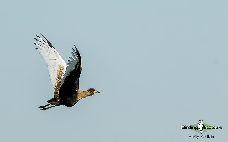 Cambodia birding tour report
