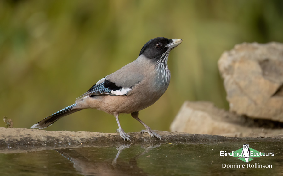Northern India birding tour report