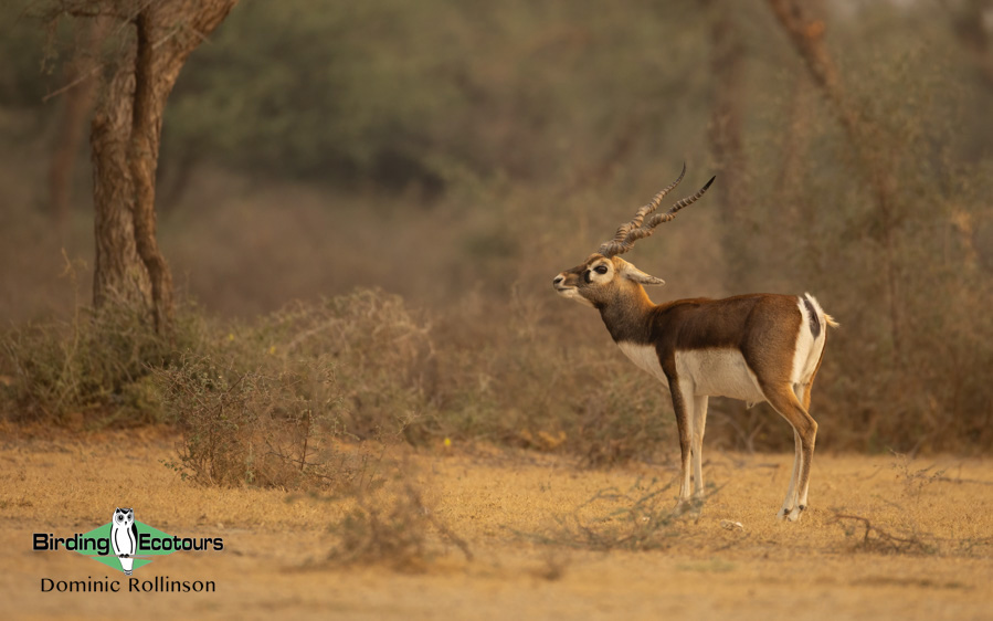 Northern India birding tour report