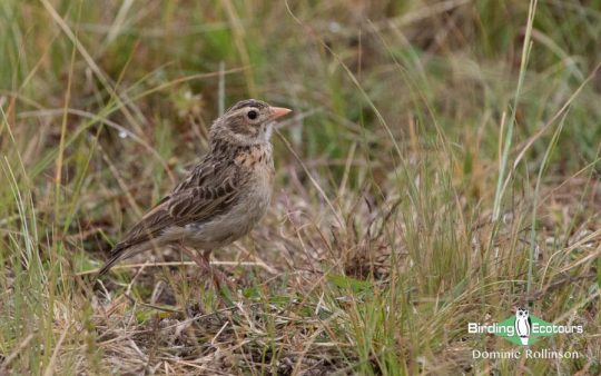 conserve Botha’s Lark