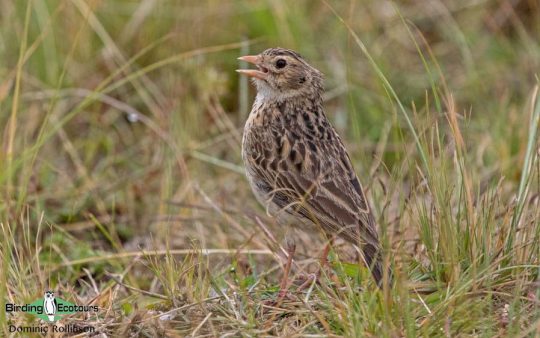 birding guide to 2026 Australia tour of South Africa