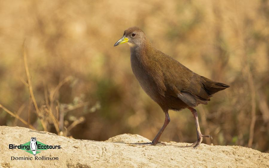 Northern India birding tour report