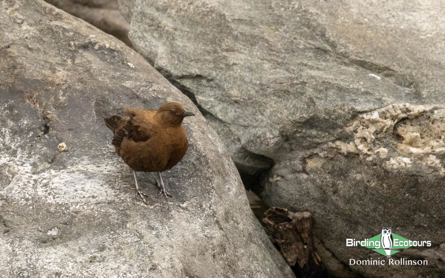 Northern India birding tour report