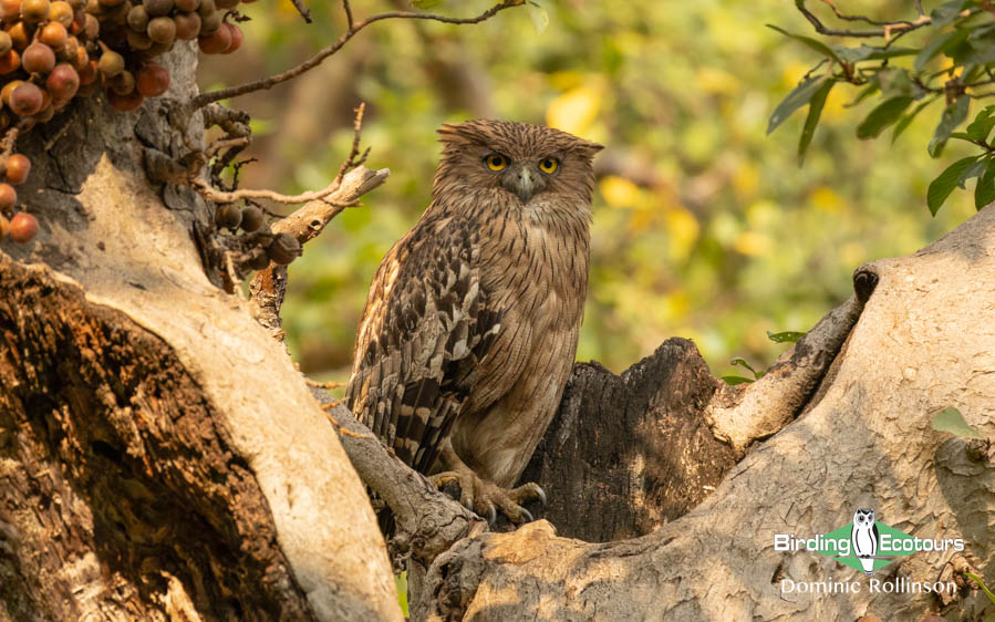 Northern India birding tour report