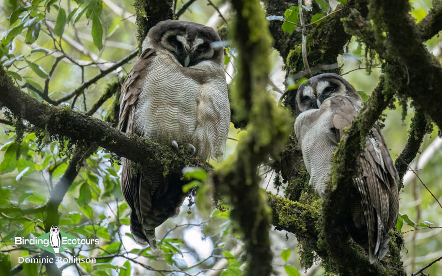 Northern India birding tour report