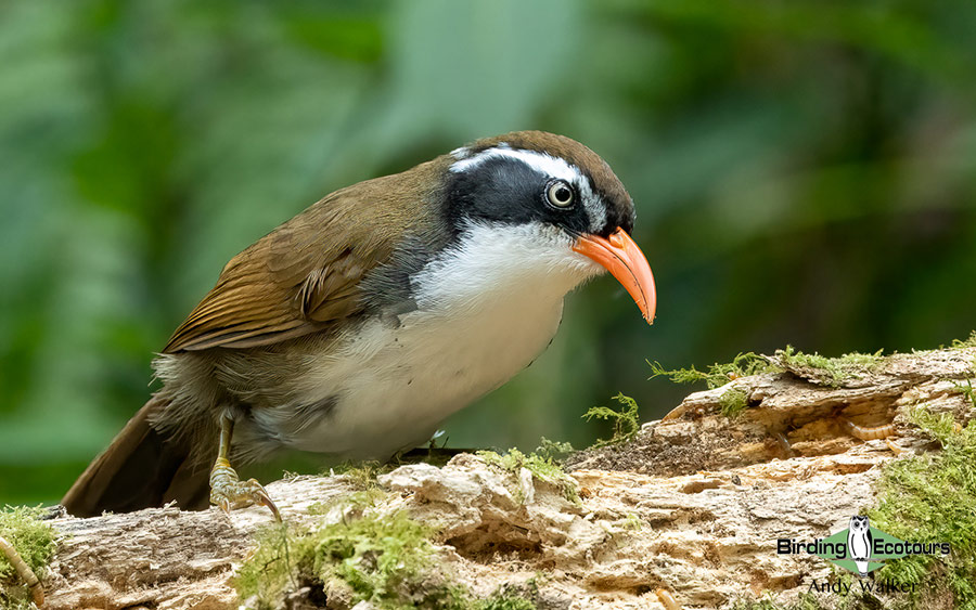 Birding Southern and Central Vietnam Trip Report