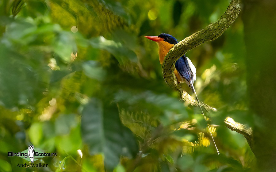 Eastern Australia birding tours