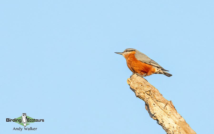 Cambodia birding tour report