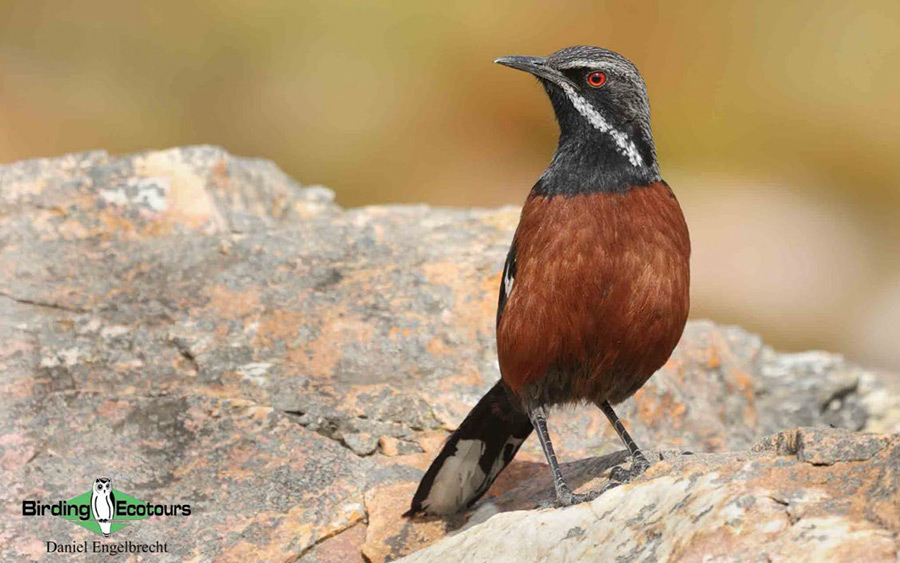 ultimate birding guide South Africa