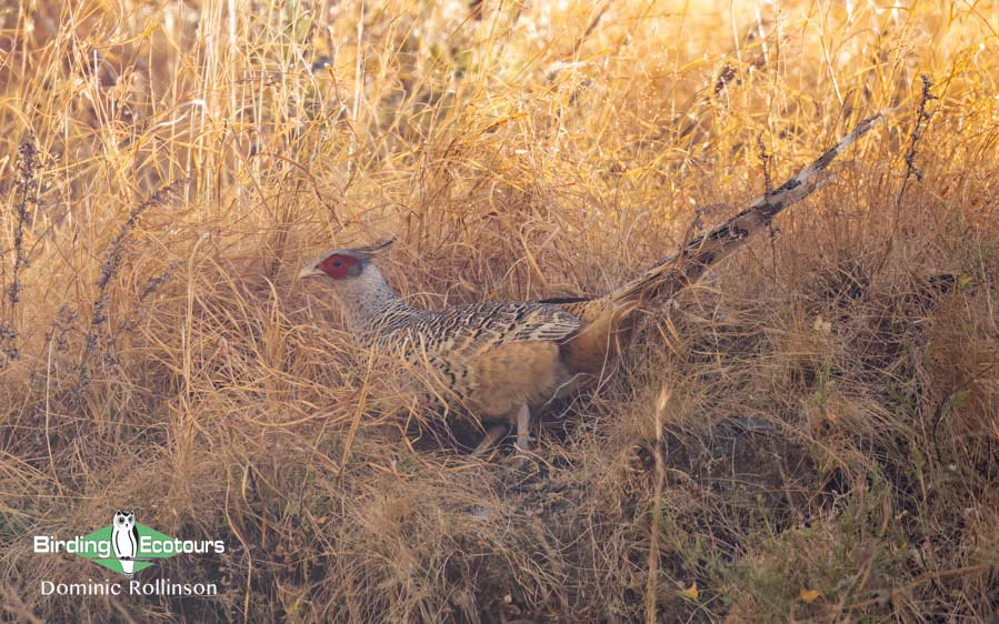 Northern India birding tour report
