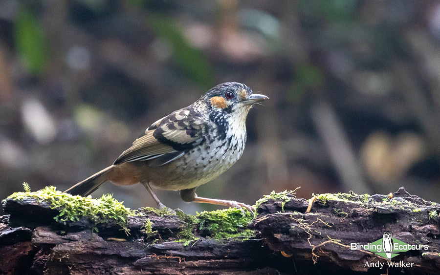 Birding Southern and Central Vietnam Trip Report