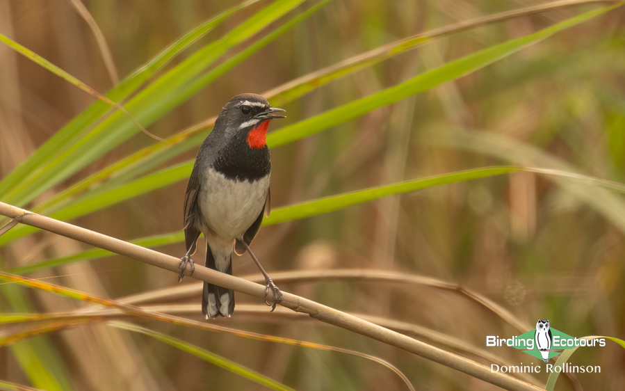 Northern India birding tour report