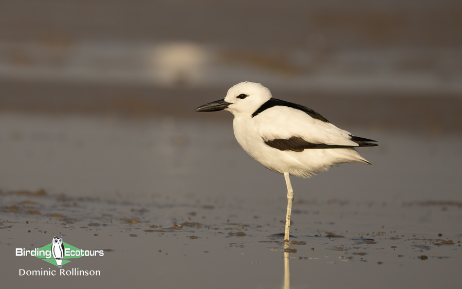 Northern India birding tour report