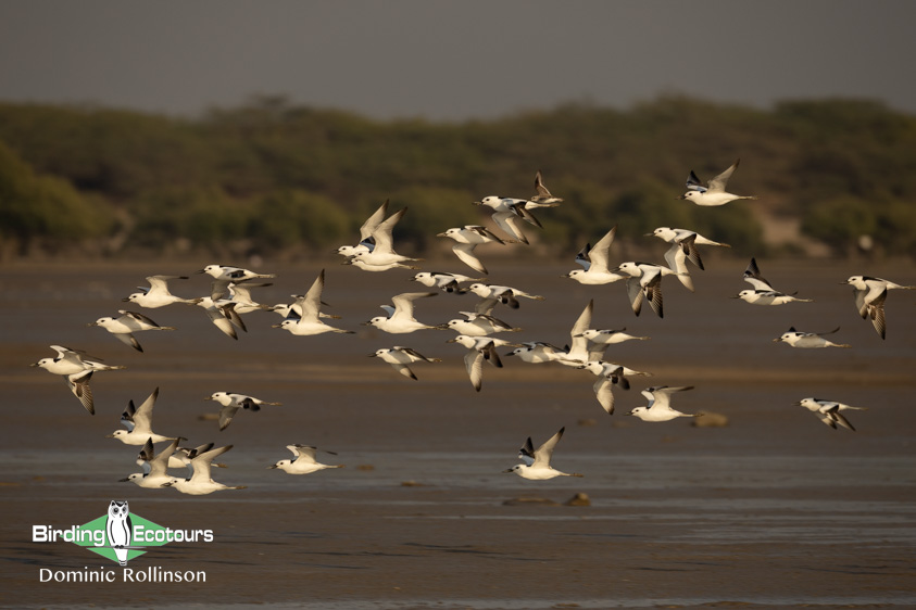 Northern India birding tour report