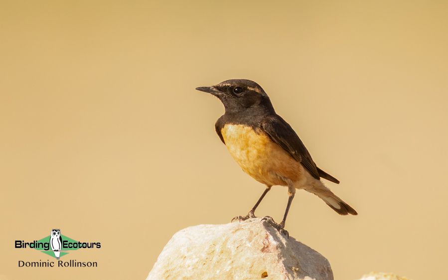 Northern India birding tour report