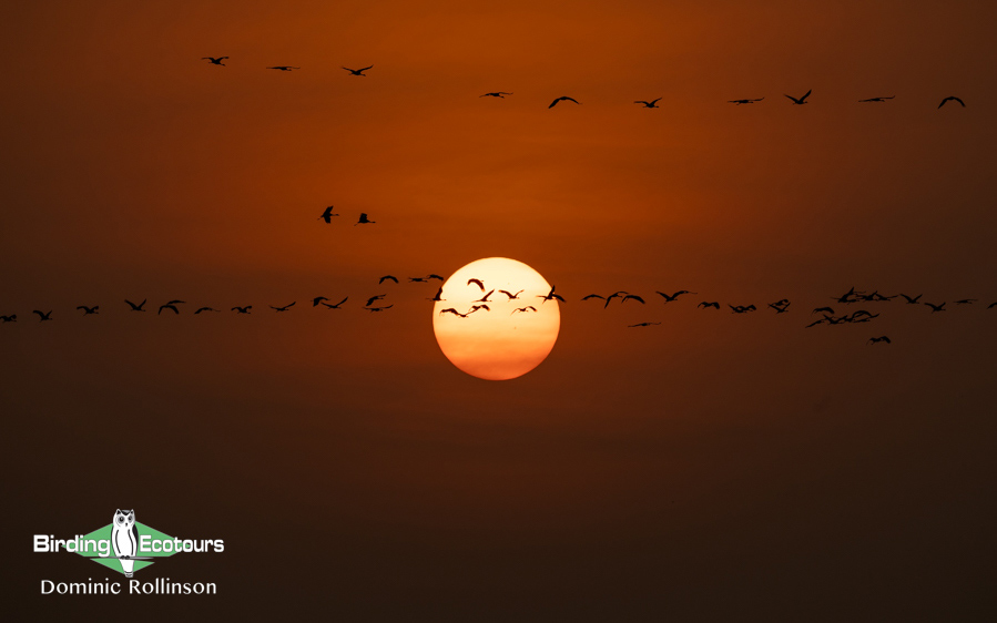 Northern India birding tour report