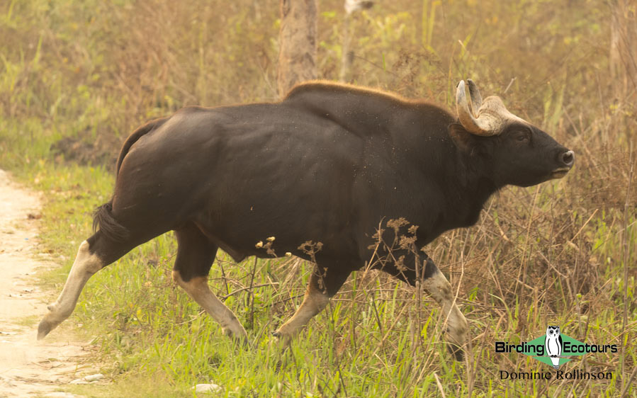 Northern India birding tour report