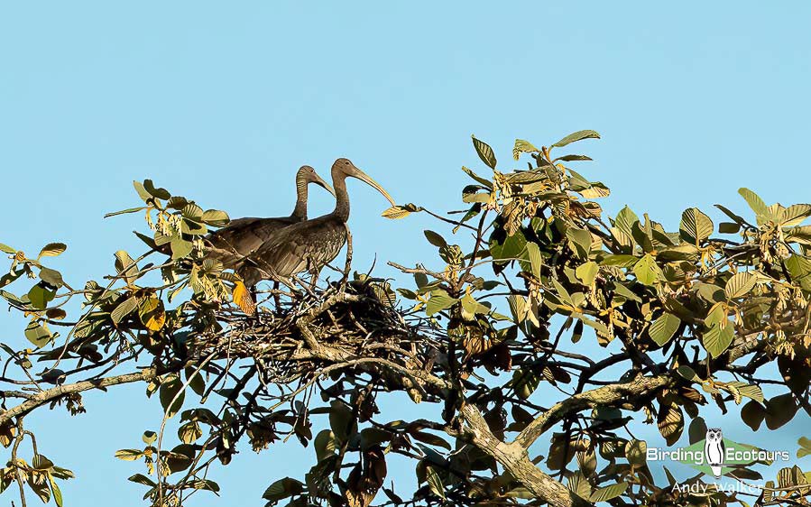 Cambodia birding tour report