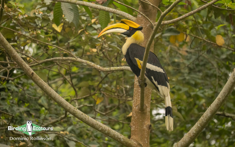 Northern India birding tour report
