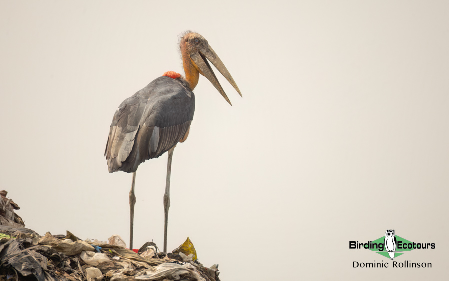 Northern India birding tour report