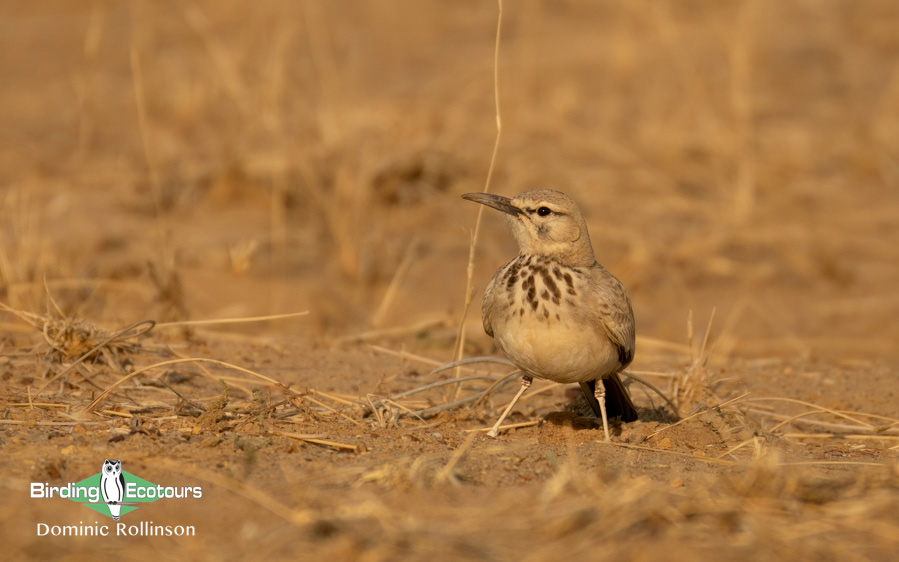 Northern India birding tour report