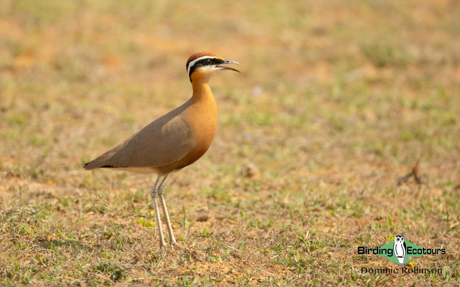 Northern India birding tour report