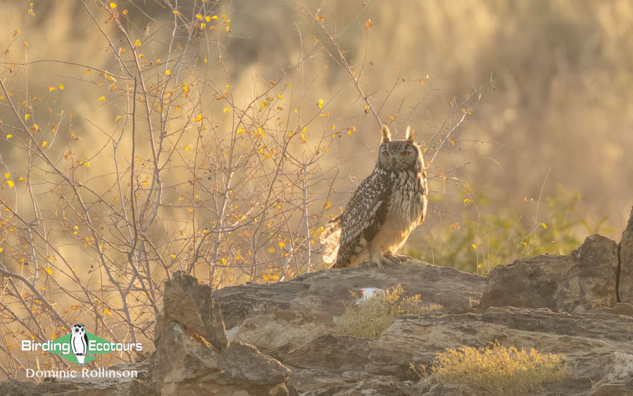 Northern India birding tour report