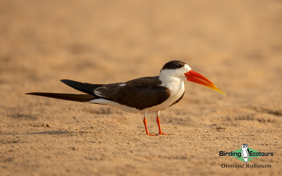 Northern India birding tour report