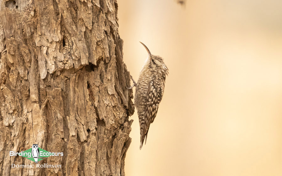 Northern India birding tour report